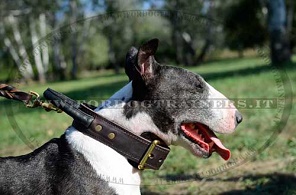 Io non sono un fifone, ma ho paura : fordogtrainers, negozio per cani,  accessori per cani, articoli per cani, pettorine per cani, collari Herm  Sprenger, collari per cani, guinzagli per cani, collari