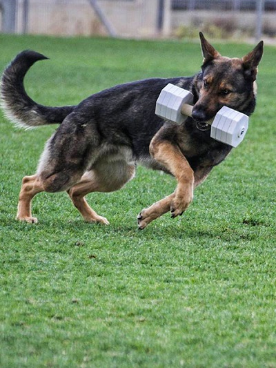 Manubrio in legno da addestramento cani