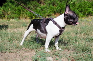 Pettorina per cani Bestia Rocky con borchie in pelle. 100% fatto a mano e  vera pelle. Dimensioni del Bulldog francese -  Italia