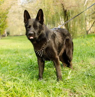 Pettorina in cuoio con borchie a punta per cane, taglia L