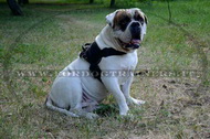 Pettorina in nylon per Bulldog francese [H17##1061 Pettorina in nylon da  traino] - €42.30 : fordogtrainers, negozio per cani, accessori per cani,  articoli per cani, pettorine per cani, collari Herm Sprenger, collari