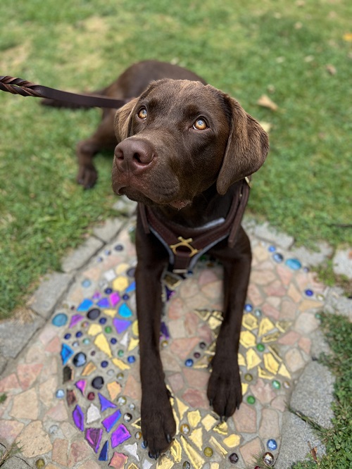 Labrador con resistente pettorina in pelle