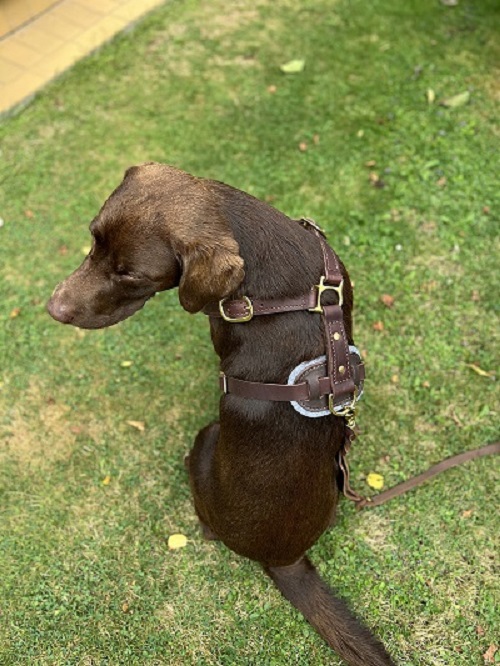 Labrador con resistente pettorina in pelle