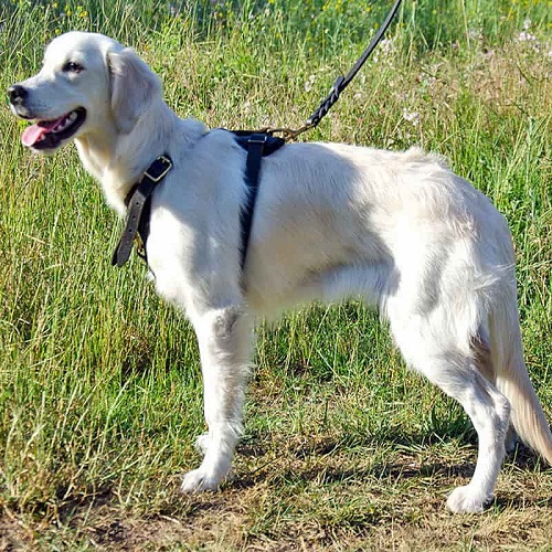 Cucciolo di Goden Retriever con resistente pettorina in pelle